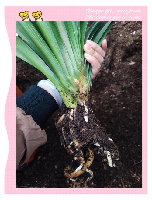 君子兰小苗怎么种才好？-第2张图片-宁夏农业信息网