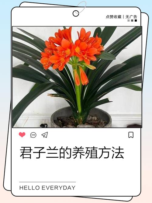 君子兰小苗怎么种才好？-第3张图片-宁夏农业信息网