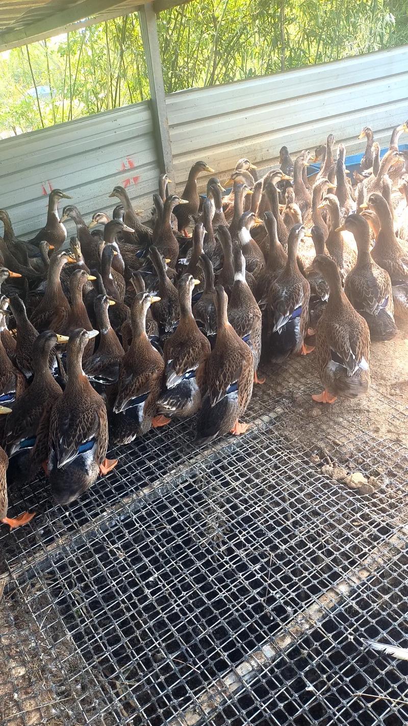 我国最大肉用鸭品种是什么？-第1张图片-宁夏农业信息网