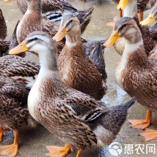 我国最大肉用鸭品种是什么？-第2张图片-宁夏农业信息网