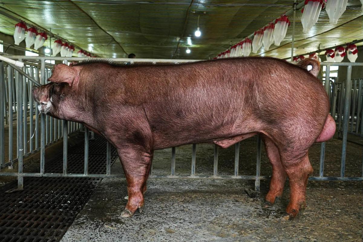 猪品种图片大全有哪些常见品种？-第2张图片-宁夏农业信息网