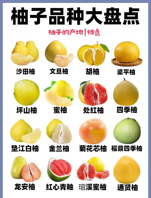 哪些柚子品种何时成熟？-第1张图片-宁夏农业信息网