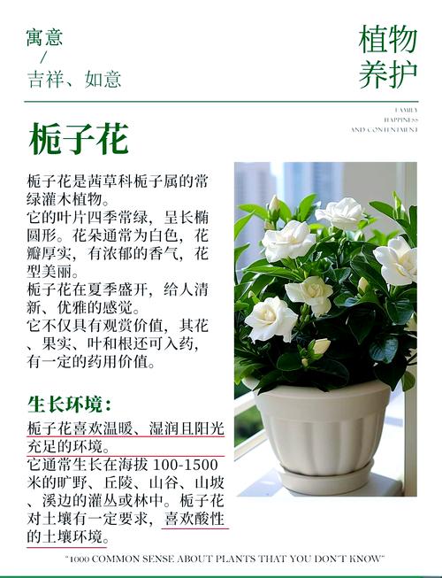 冬季栀子花如何养护才能安全过冬？-第1张图片-宁夏农业信息网