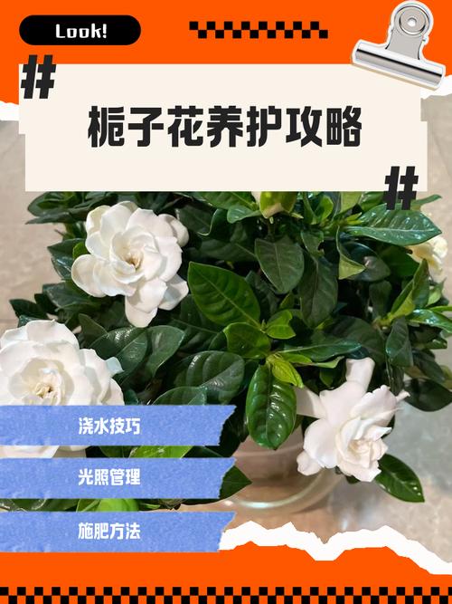 冬季栀子花如何养护才能安全过冬？-第2张图片-宁夏农业信息网