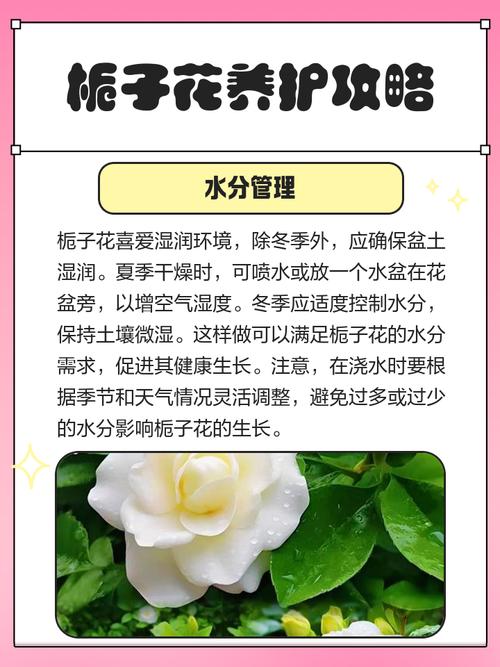冬季栀子花如何养护才能安全过冬？-第3张图片-宁夏农业信息网