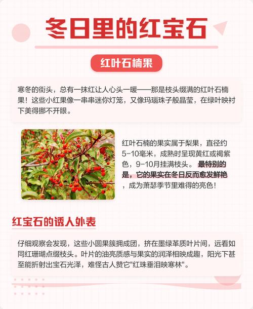 红叶石楠果怎么用？功效与吃法有哪些？-第1张图片-宁夏农业信息网