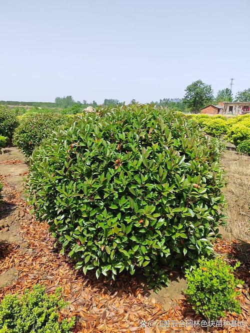 红叶石楠果怎么用？功效与吃法有哪些？-第3张图片-宁夏农业信息网