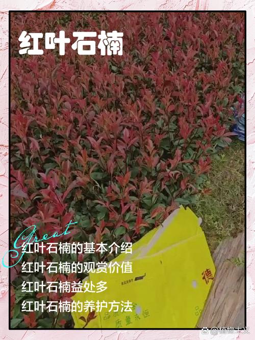 红叶石楠果怎么用？功效与吃法有哪些？-第2张图片-宁夏农业信息网