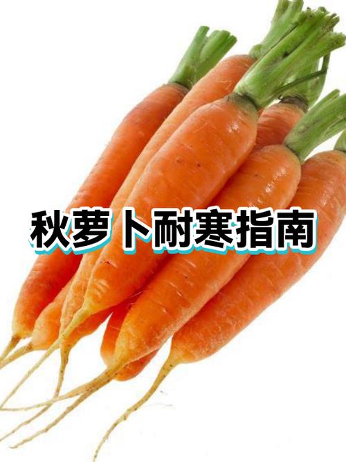 高产秋萝卜品种有哪些？-第1张图片-宁夏农业信息网