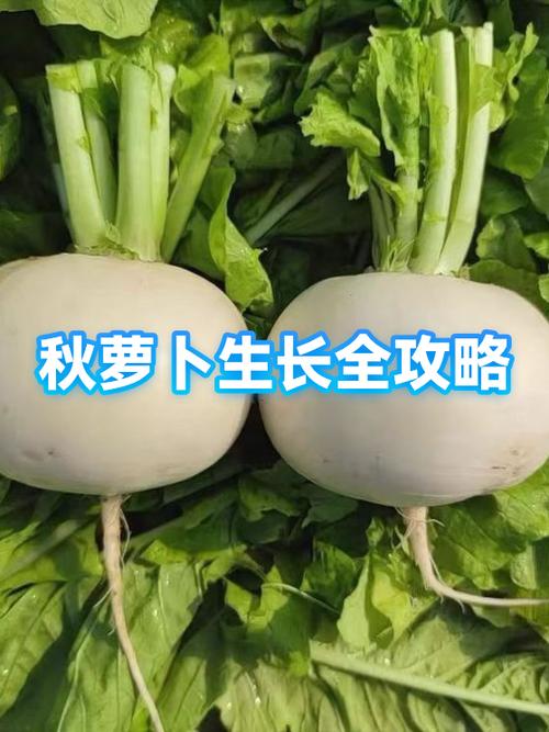 高产秋萝卜品种有哪些？-第2张图片-宁夏农业信息网