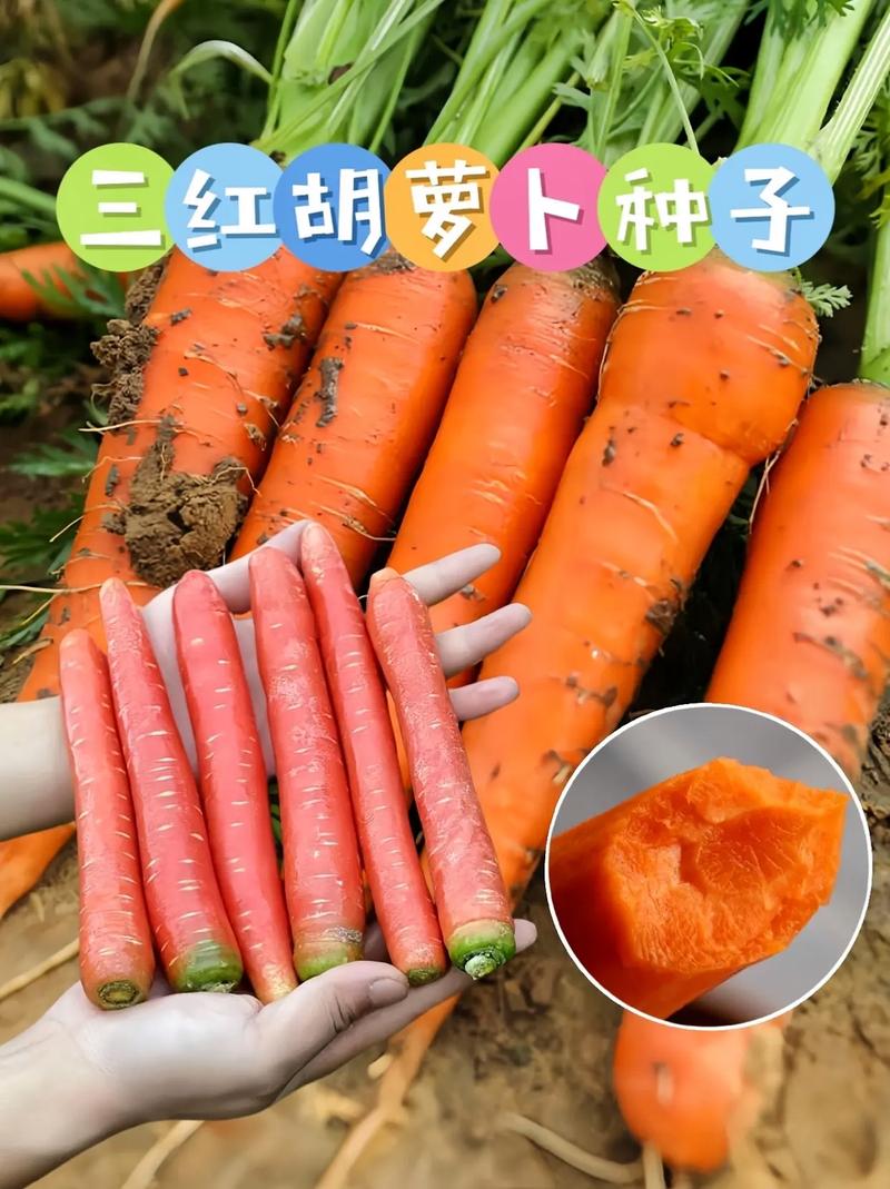 高产秋萝卜品种有哪些？-第3张图片-宁夏农业信息网