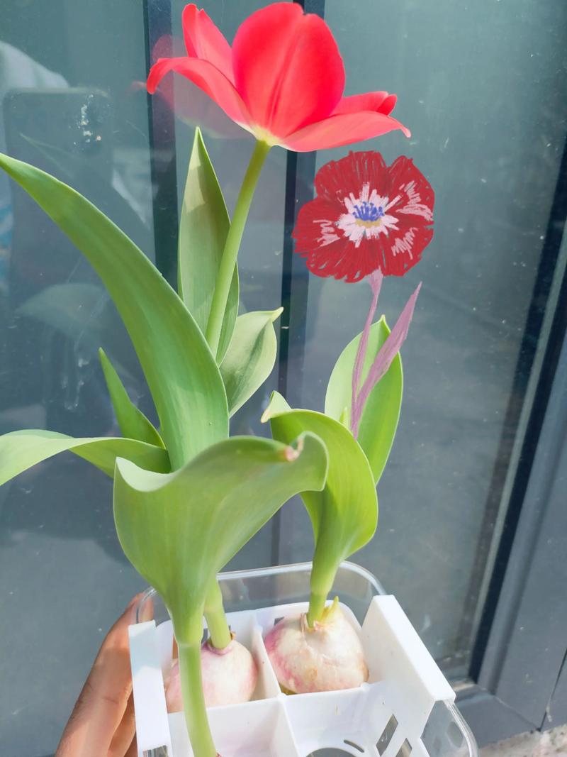 冬季郁金香怎么栽培？-第1张图片-宁夏农业信息网