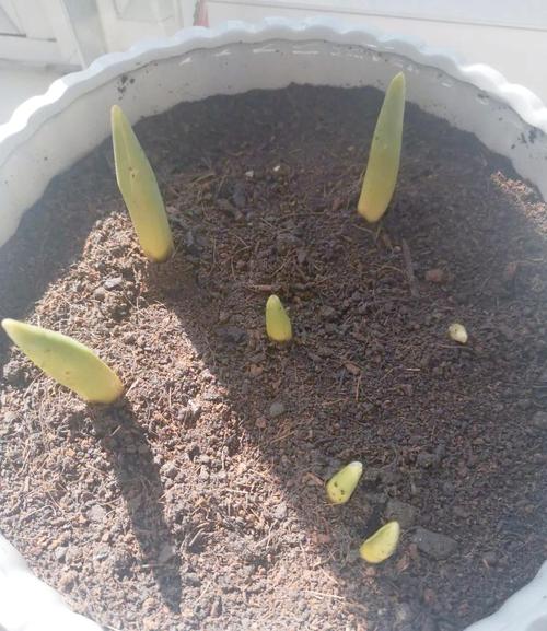 冬季郁金香怎么栽培？-第2张图片-宁夏农业信息网