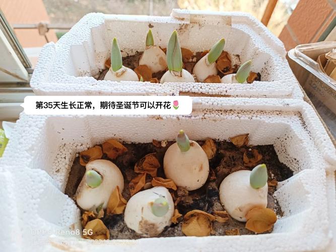 冬季郁金香怎么栽培？-第3张图片-宁夏农业信息网