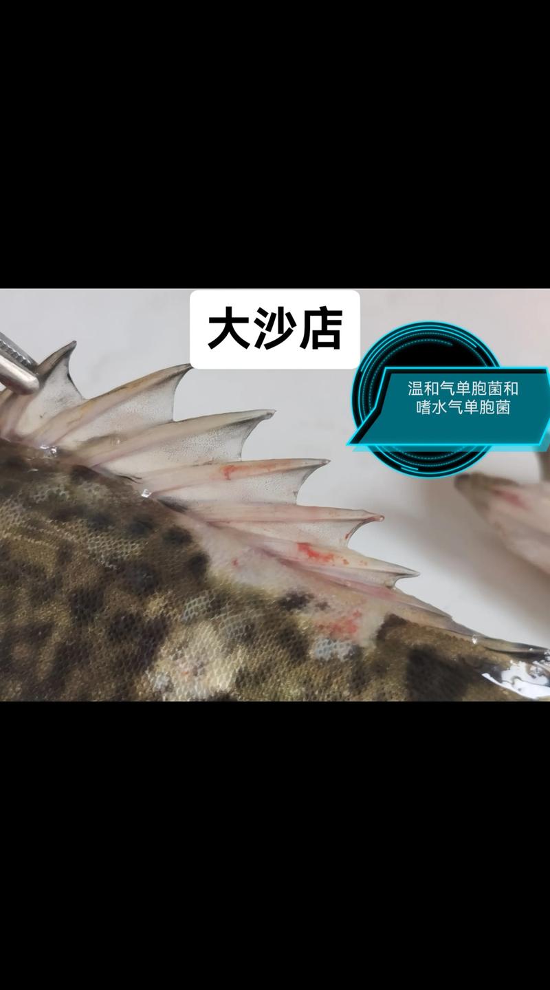 水产中光合细菌有何危害？-第2张图片-宁夏农业信息网