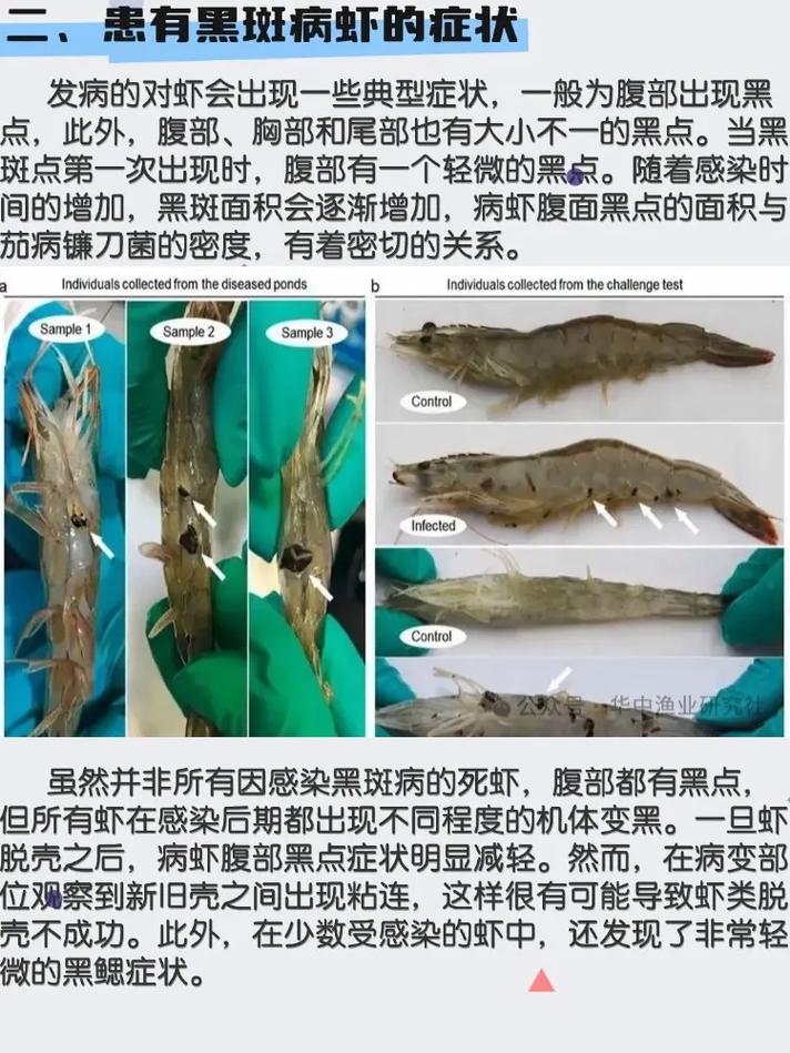 水产中光合细菌有何危害？-第3张图片-宁夏农业信息网