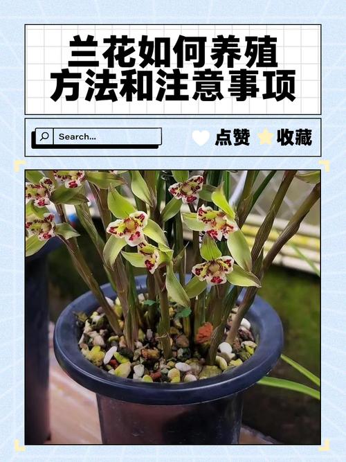 兰花养植方法与技巧有哪些？-第2张图片-宁夏农业信息网