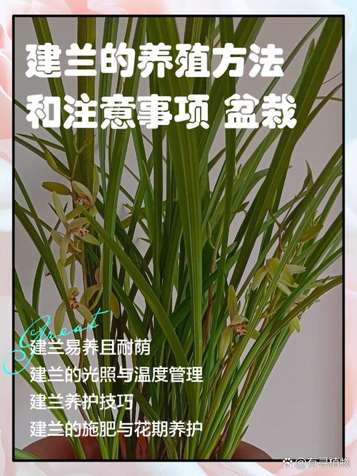 兰花养植方法与技巧有哪些？-第3张图片-宁夏农业信息网