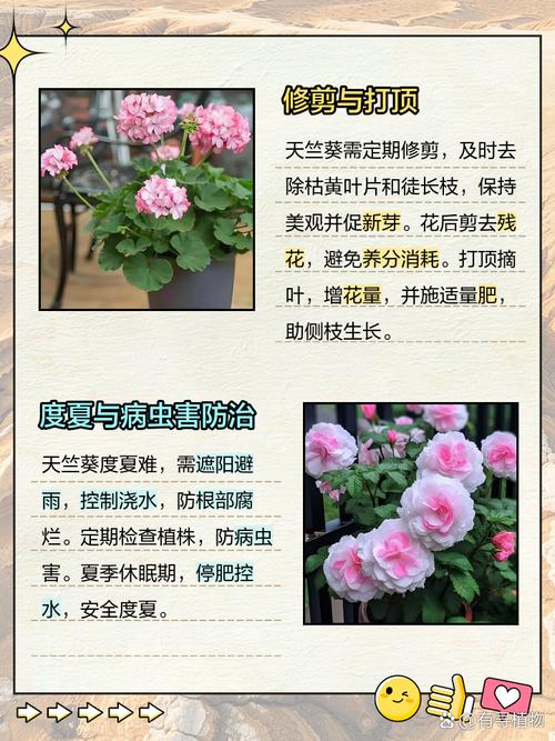 天竺葵怎么养？图解教你轻松搞定！-第1张图片-宁夏农业信息网