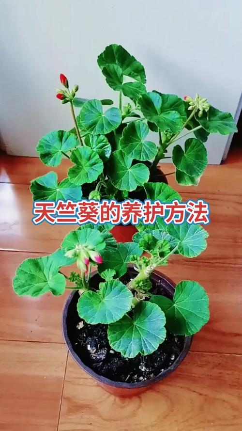 天竺葵怎么养？图解教你轻松搞定！-第2张图片-宁夏农业信息网