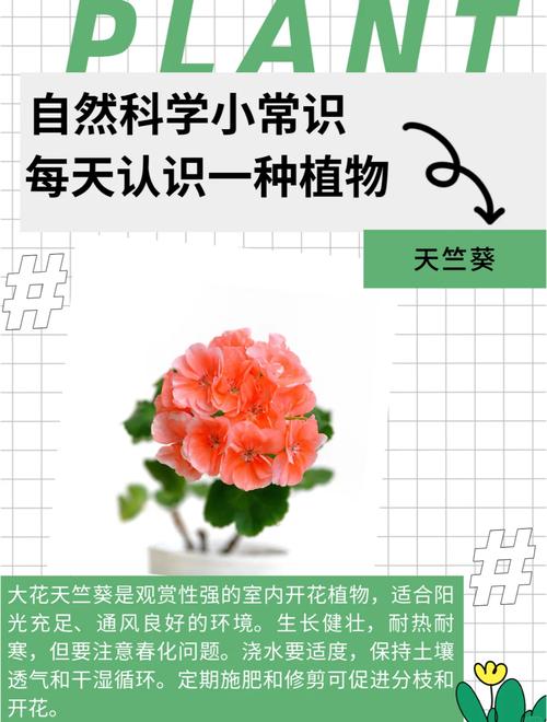 天竺葵怎么养？图解教你轻松搞定！-第3张图片-宁夏农业信息网