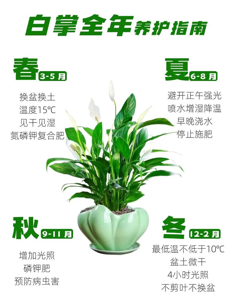 白掌土里养殖怎么养护？-第1张图片-宁夏农业信息网