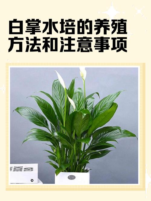 白掌土里养殖怎么养护？-第2张图片-宁夏农业信息网